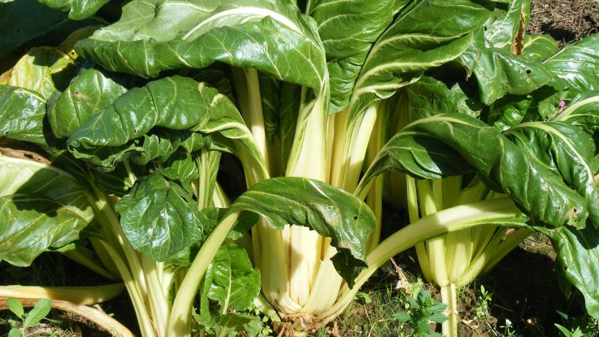 Nous consommons la carde, c’est-à-dire la nervure centrale charnue de la feuille. Le limbe de la feuille peut aussi être mangé, comme le sont les feuilles d’épinards.