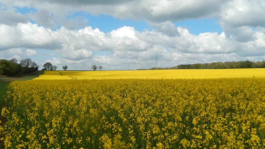 Jusqu’à la fin de la floraison, la surveillance du charançon des siliques se poursuit.