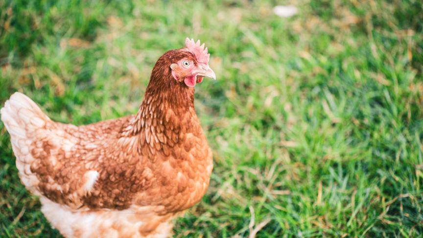 Toute mortalité anormale ou baisse inexpliquée de performances doit être signalée sans délai.