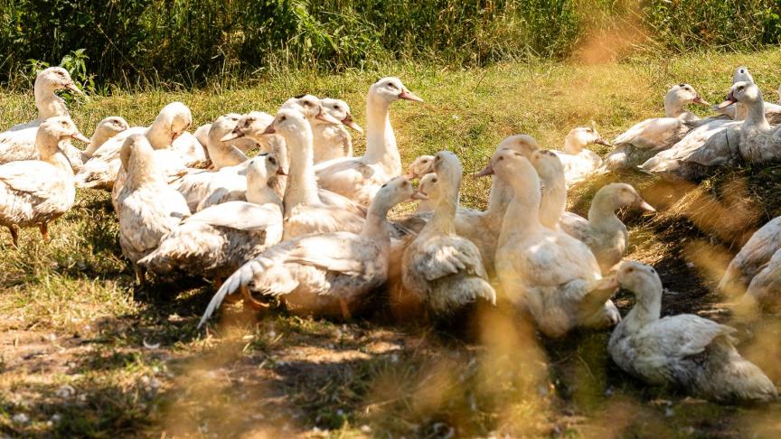 FermeDeLaSauveniere-Juin2024-EquinoxLightPhoto-15-canardstopprairie