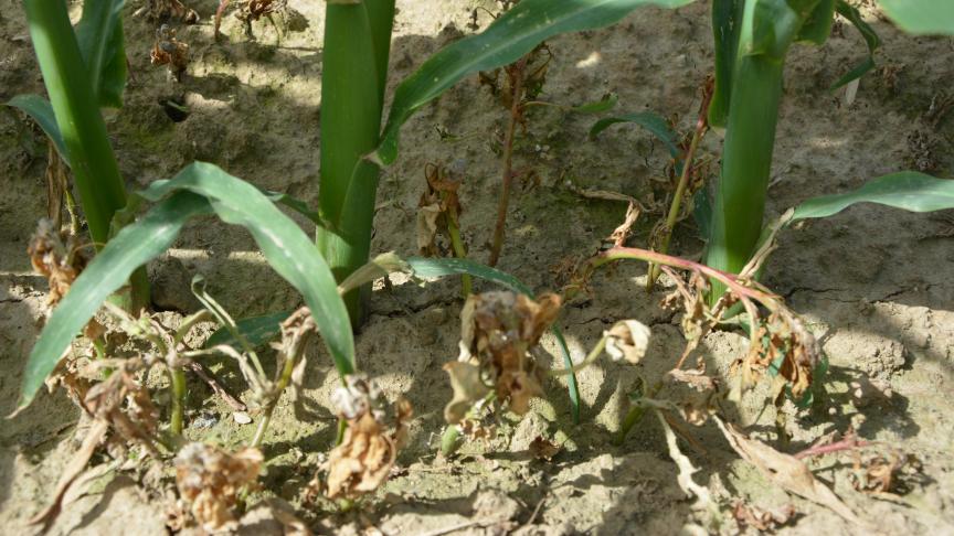 Depuis le 1er janvier 2026, l’utilisation de buses de pulvérisation réduisant la dérive d’au minimum 75% est obligatoire sur tout le territoire belge.