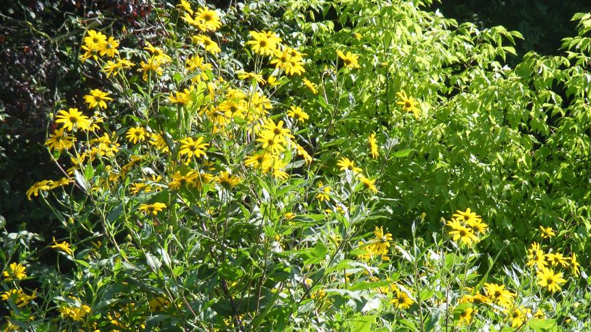 Les grandes fleurs se forment à partir de l'été, au sommet des grandes tiges.