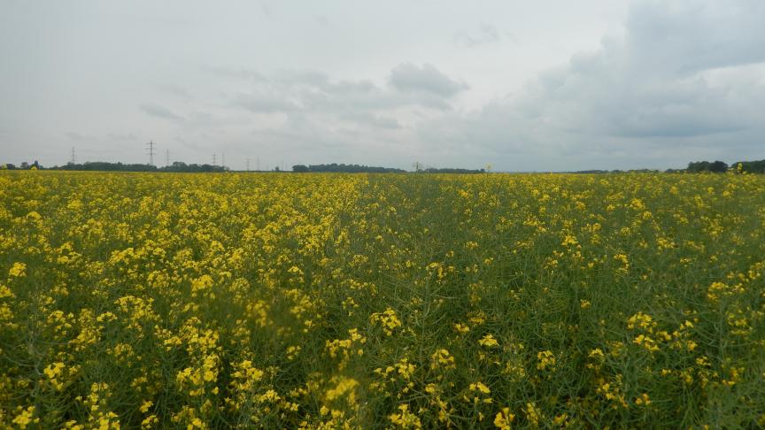 Colza arrive au terme de sa floraison. Les siliques sont bien formées et les premières larves de cécidomyies sont observées.