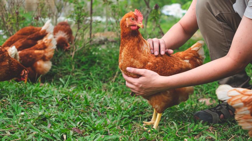 poule
