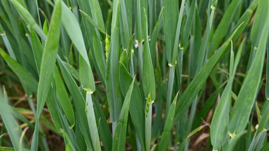 Les froments évoluent rapidement vers l’épiaison, tandis que la septoriose et les rouilles continuent de progresser dans plusieurs parcelles, appelant à une vigilance accrue.