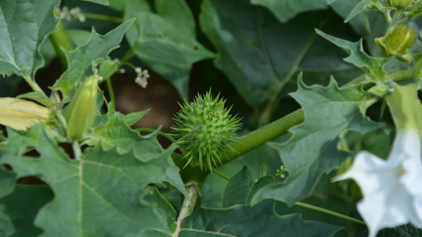Le datura stramoine se reconnaît notamment à sa fleur blanche caractéristique et produit des graines qui peuvent vivre jusqu’à 40 ans dans les sols.