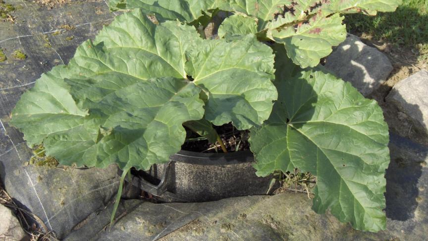Il est aussi possible de cultiver la rhubarbe en conteneurs. En le ramenant à l'abri du gel, dès l'automne, nous pouvons hâter la récolte du printemps suivant.