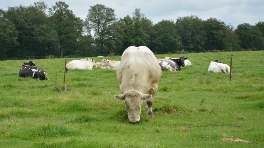 Les agriculteurs ayant atteint le seuil de 50.000 € seront prévenus par l’administration wallonne.