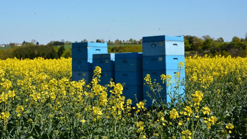 Avec environ 2.700 t produites en 2022,  la Belgique est loin de couvrir sa propre consommation, estimée à plus de  5.000 t/an.