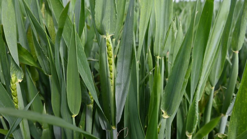 Le retour de températures plus estivales pourrait favoriser le développement des maladies foliaires dans les variétés sensibles de froment.