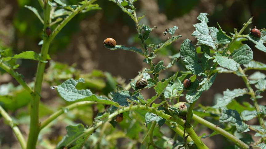 Les doryphores peuvent causerd’importants dégâts aux parcelles de pommes de terre, parfois jusqu’à défolier complètement les plantes en cas de forte infestation.