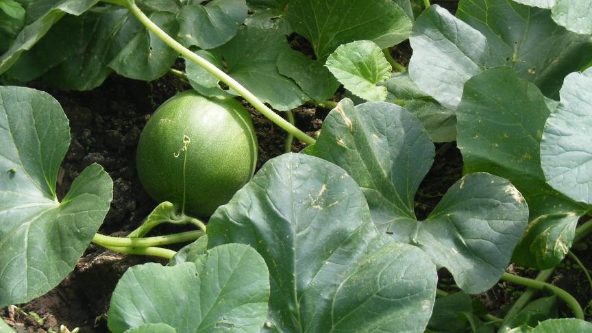 Lors du grossissement des premiers fruits, nous constatons la coulure avec la chute des fleurs nouvellement fécondées. La récolte se fait donc par vagues.