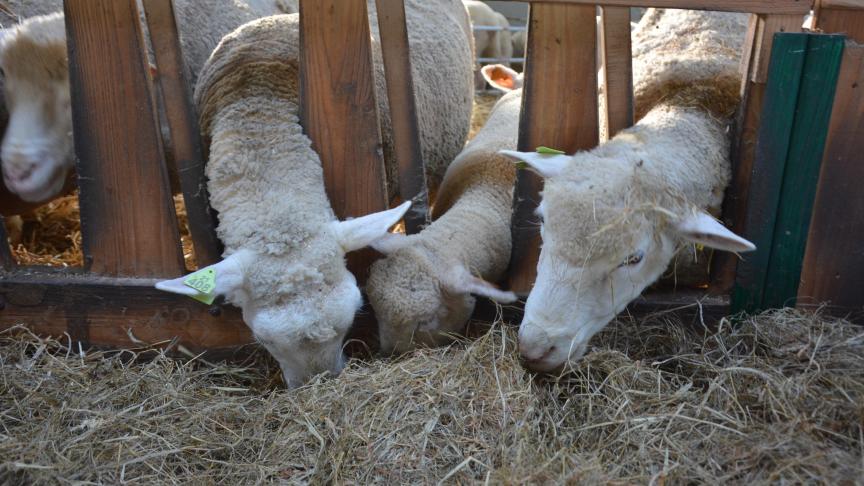 La filière ovine s’est, une nouvelle  fois, affaiblie. Comme bien d’autres  spéculations, malheureusement...