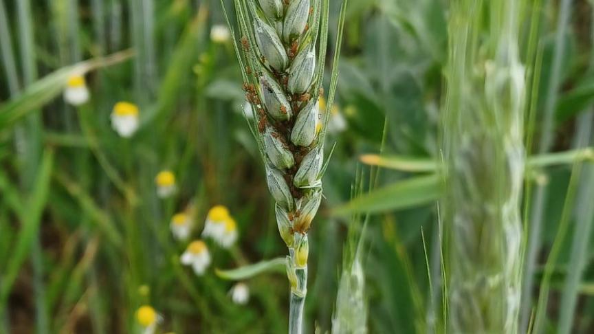 Les populations de pucerons restent très variables selon les régions, tandis que les auxiliaires, comme les coccinelles, contribuent activement à leur régulation naturelle dans les parcelles de céréales.