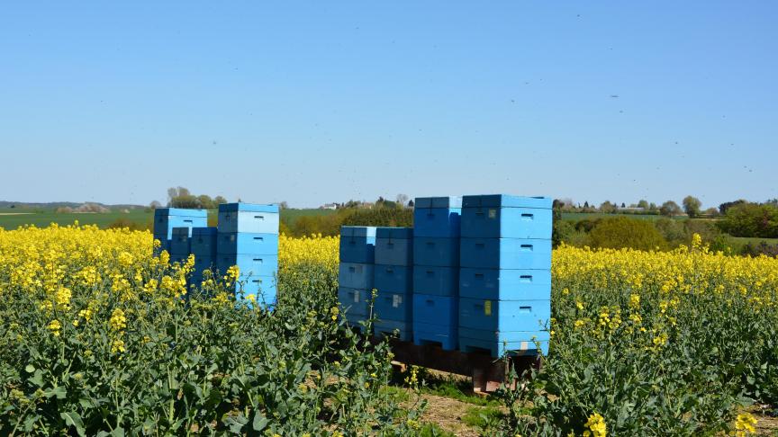 La campagne EU BeeLovers entend notamment souligner le lien entre agriculture et apiculture durable.